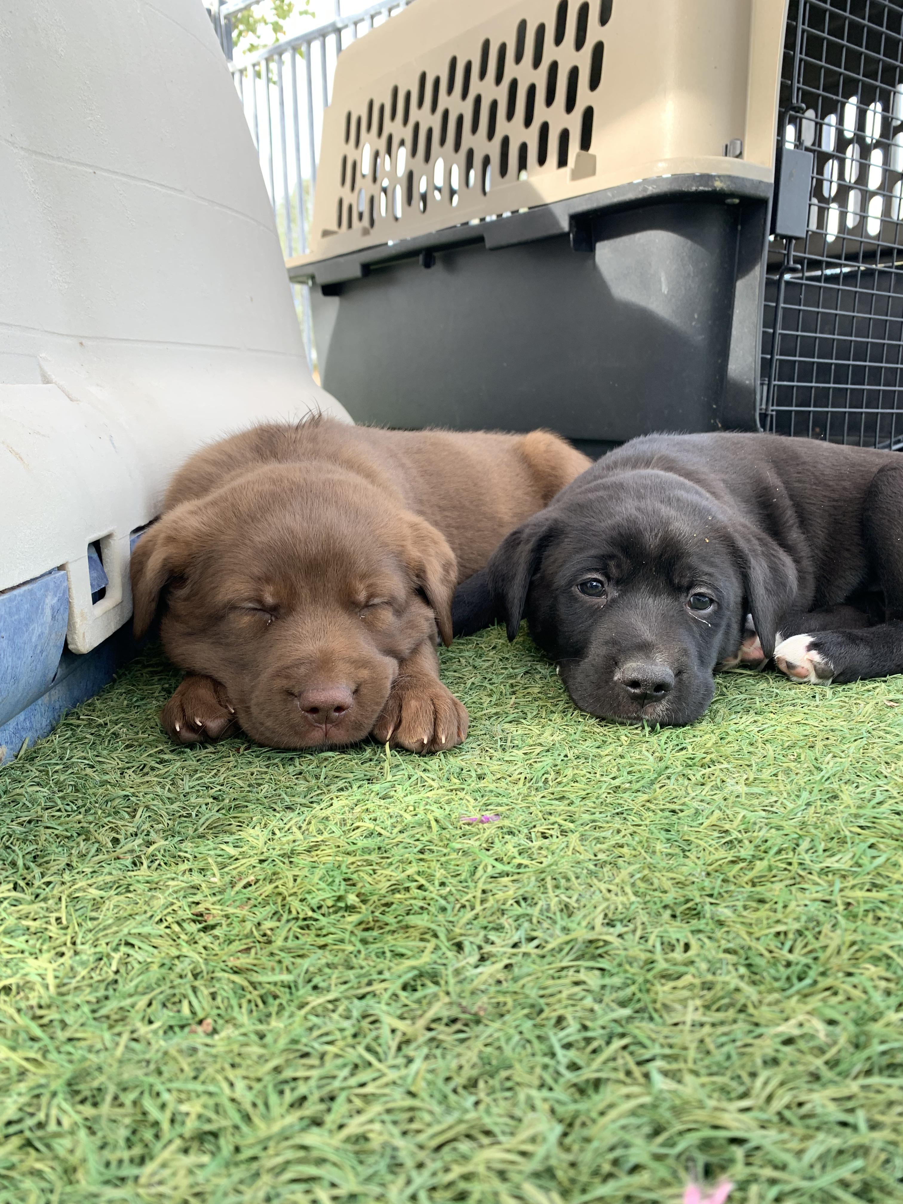 Interested in puppies? More information here!