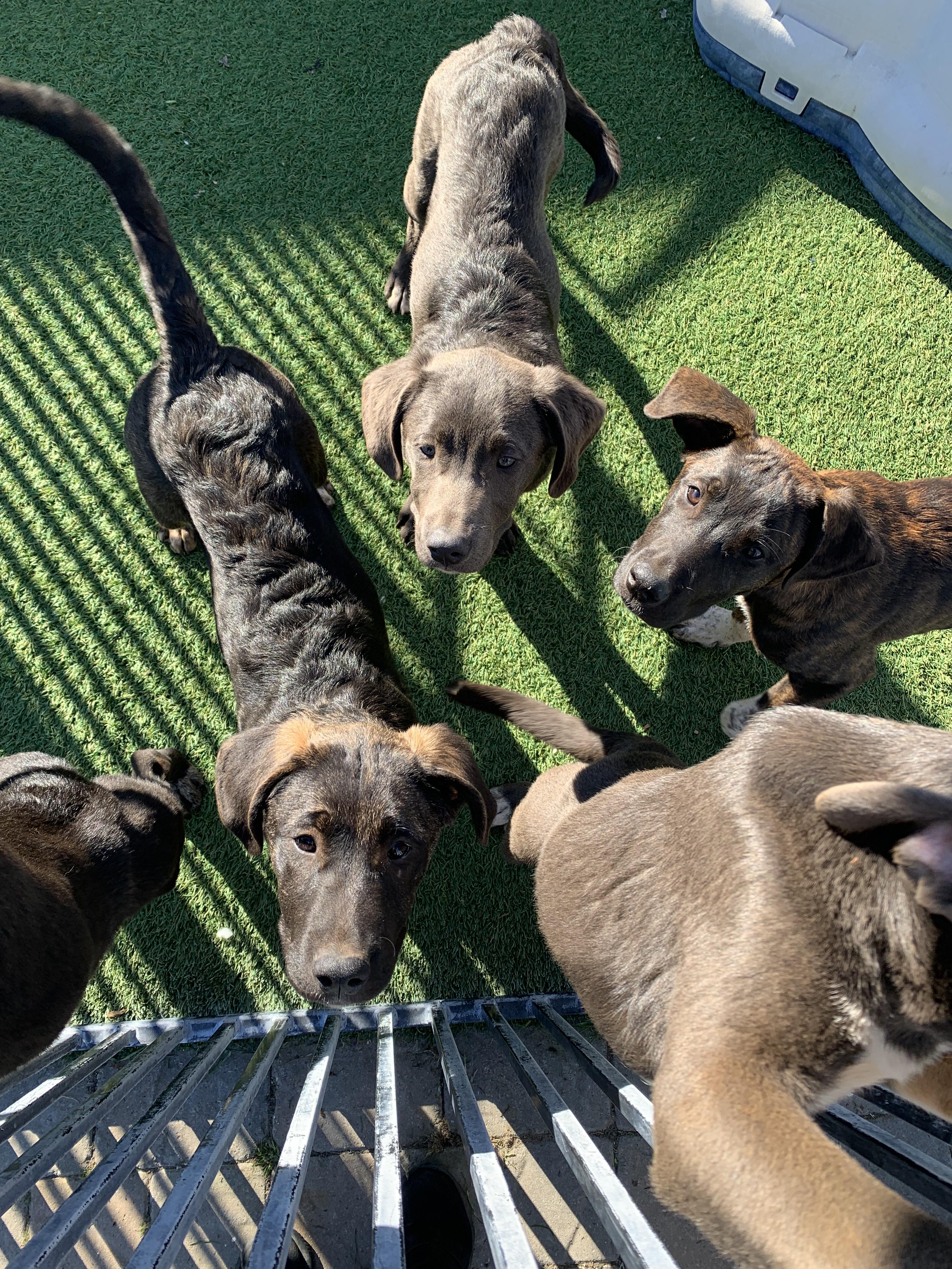 Interested in puppies? More information here!, Adoptable, Puppy Male Mixed Breed.
