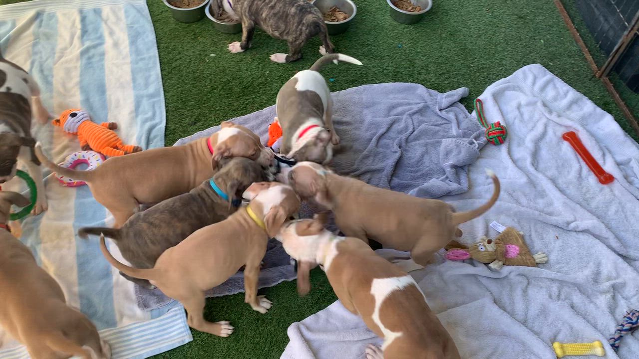 Enlarge Interested in puppies? More information here!, a Adoptable mixed breed in Grass Valley, CA video 3/4
