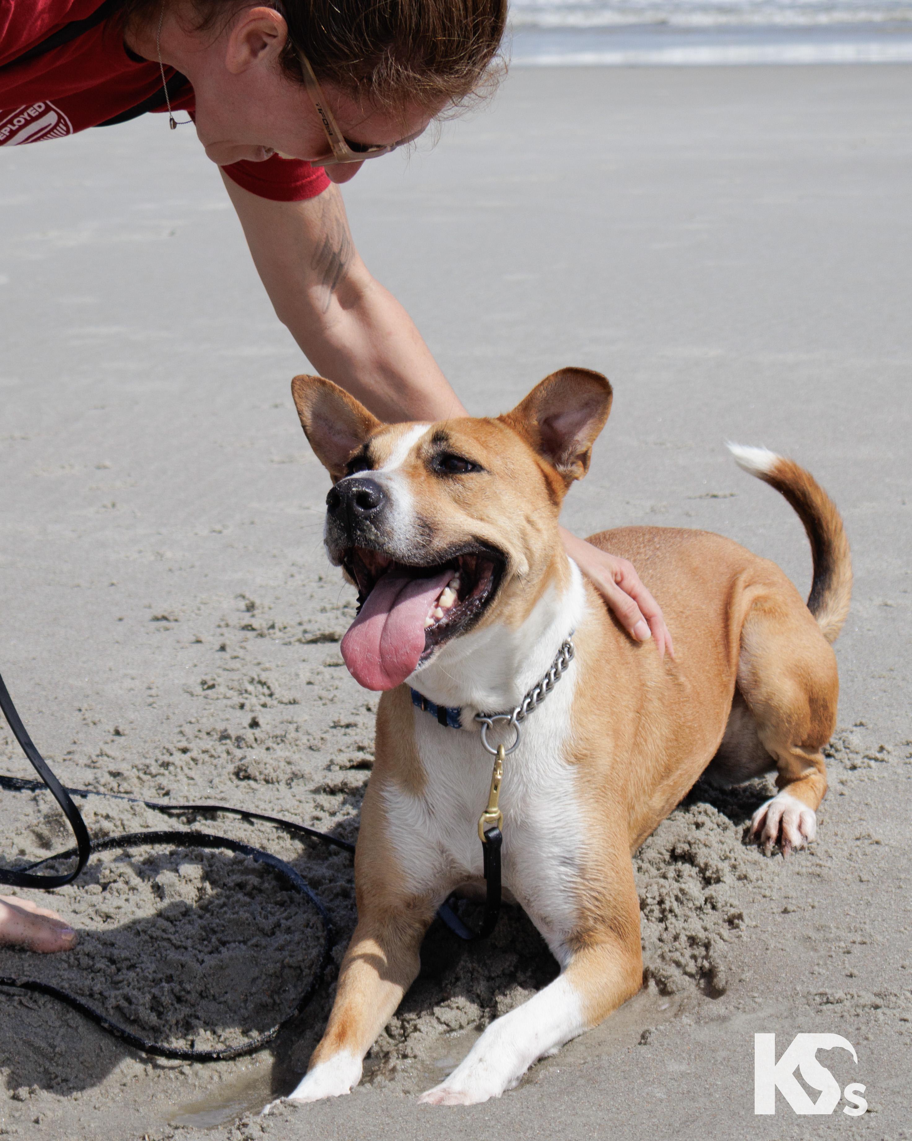 Charmy, a Adoptable mixed breed in Ponte Vedra, FL image 6/6