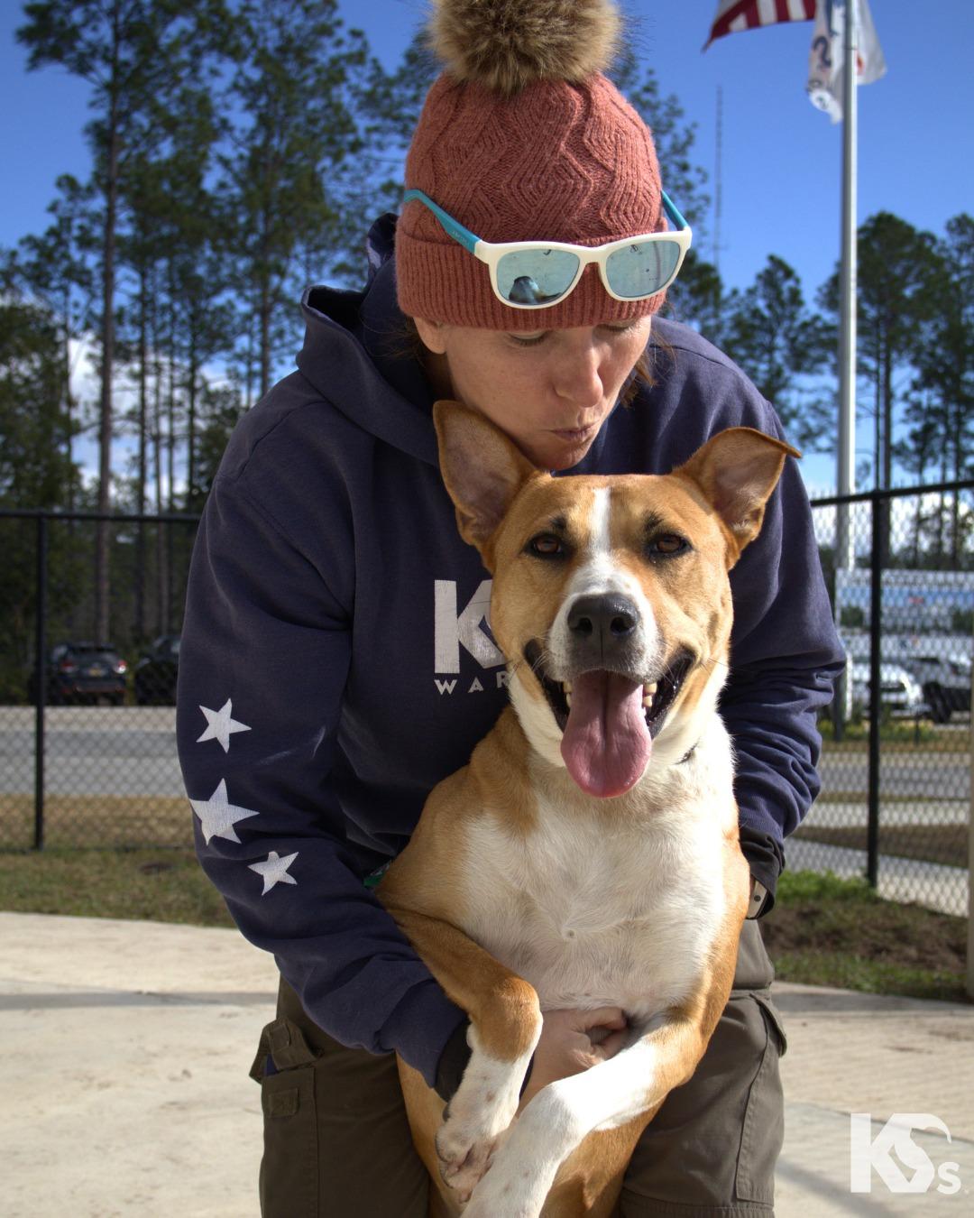 Charmy, Adoptable, Adult Female Rhodesian Ridgeback & German Shepherd Dog.