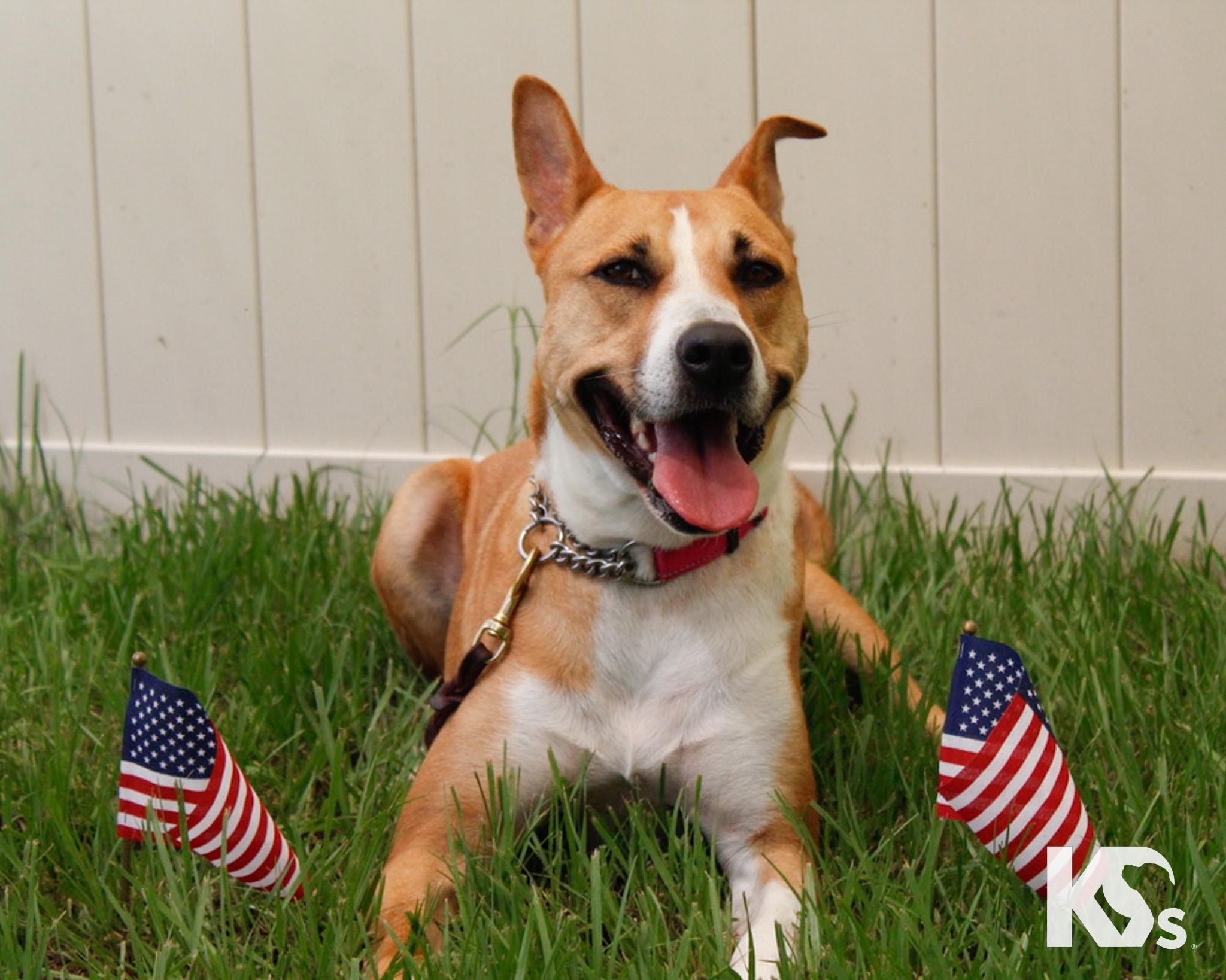Charmy, a Adoptable mixed breed in Ponte Vedra, FL image 4/6