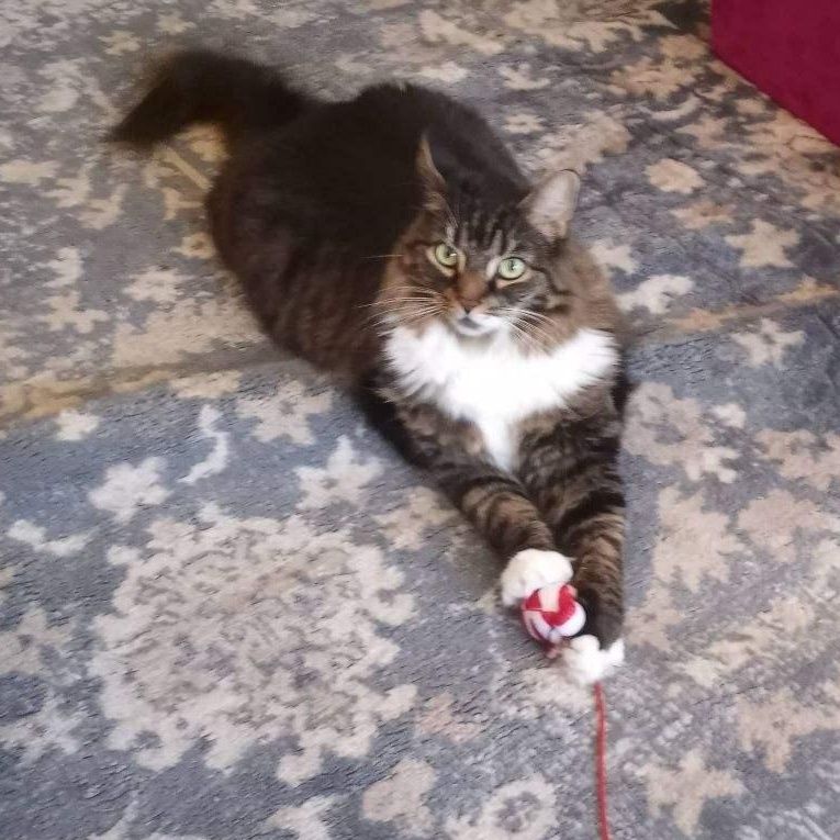 Lily, Adopted, Adult Female Maine Coon & Domestic Medium Hair.