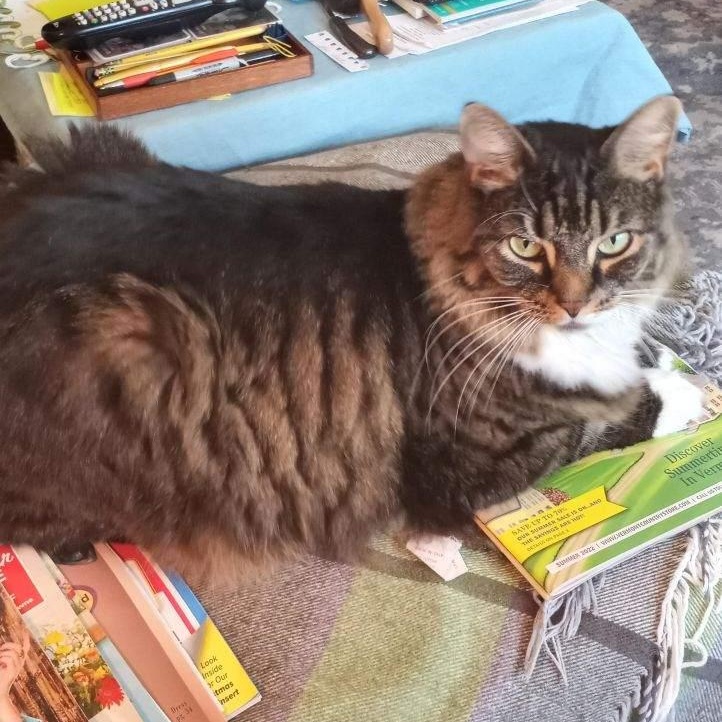 Enlarge Lily, a Adopted mixed breed in Westford, MA image 2/3