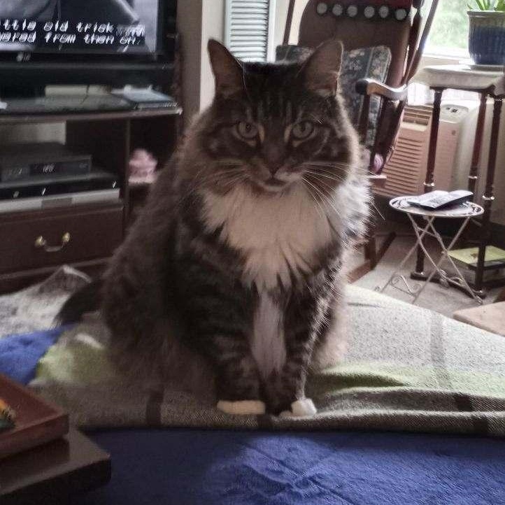 Enlarge Lily, a Adopted mixed breed in Westford, MA image 3/3