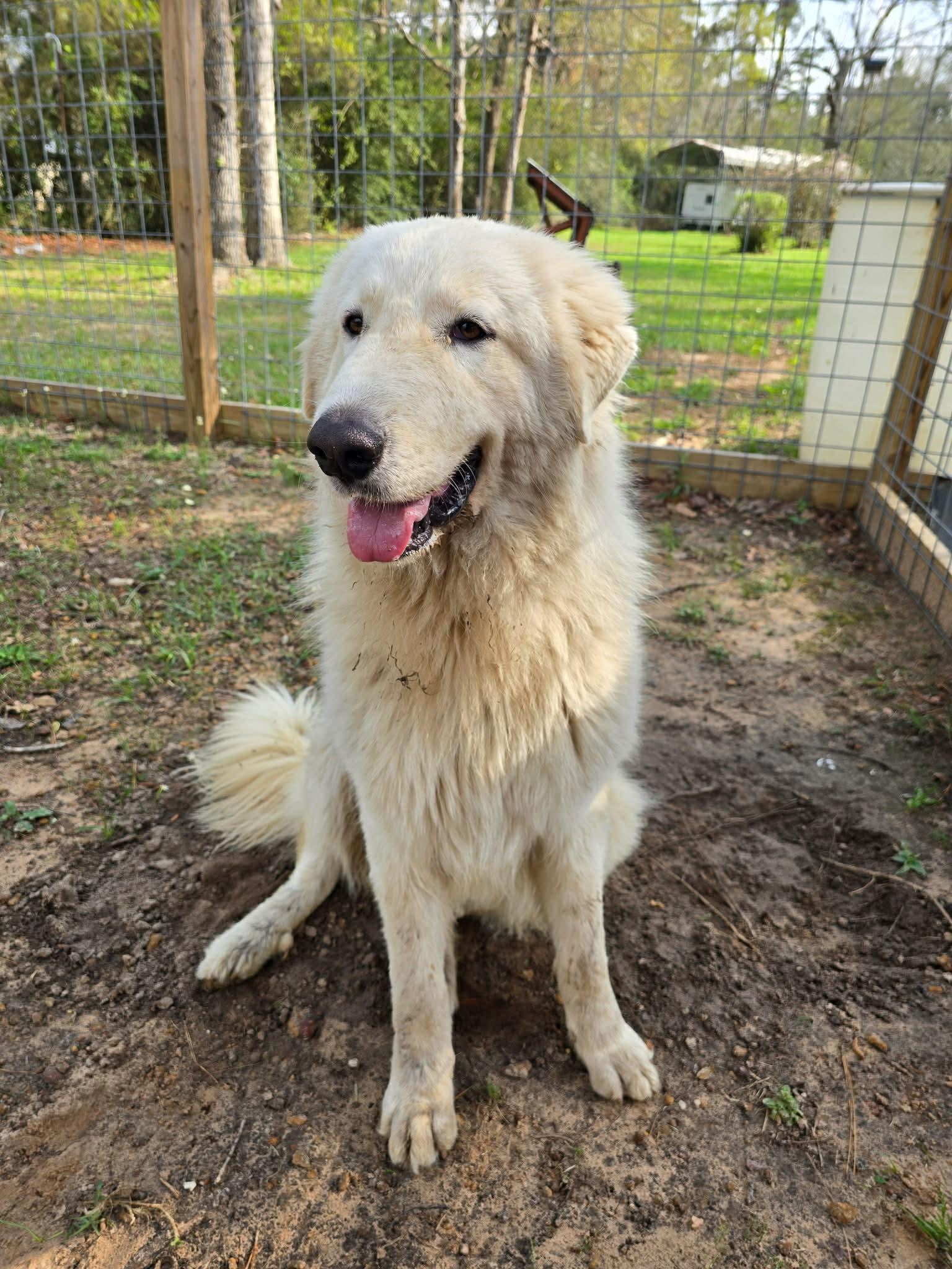 Heidi, Adoptable, Adult Female Great Pyrenees.
