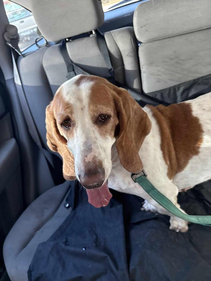 LuLu, a Adopted Basset Hound in Columbia, SC image 2/4