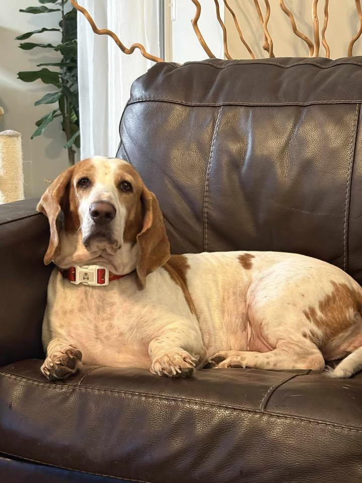 LuLu, a Adopted Basset Hound in Columbia, SC image 4/4