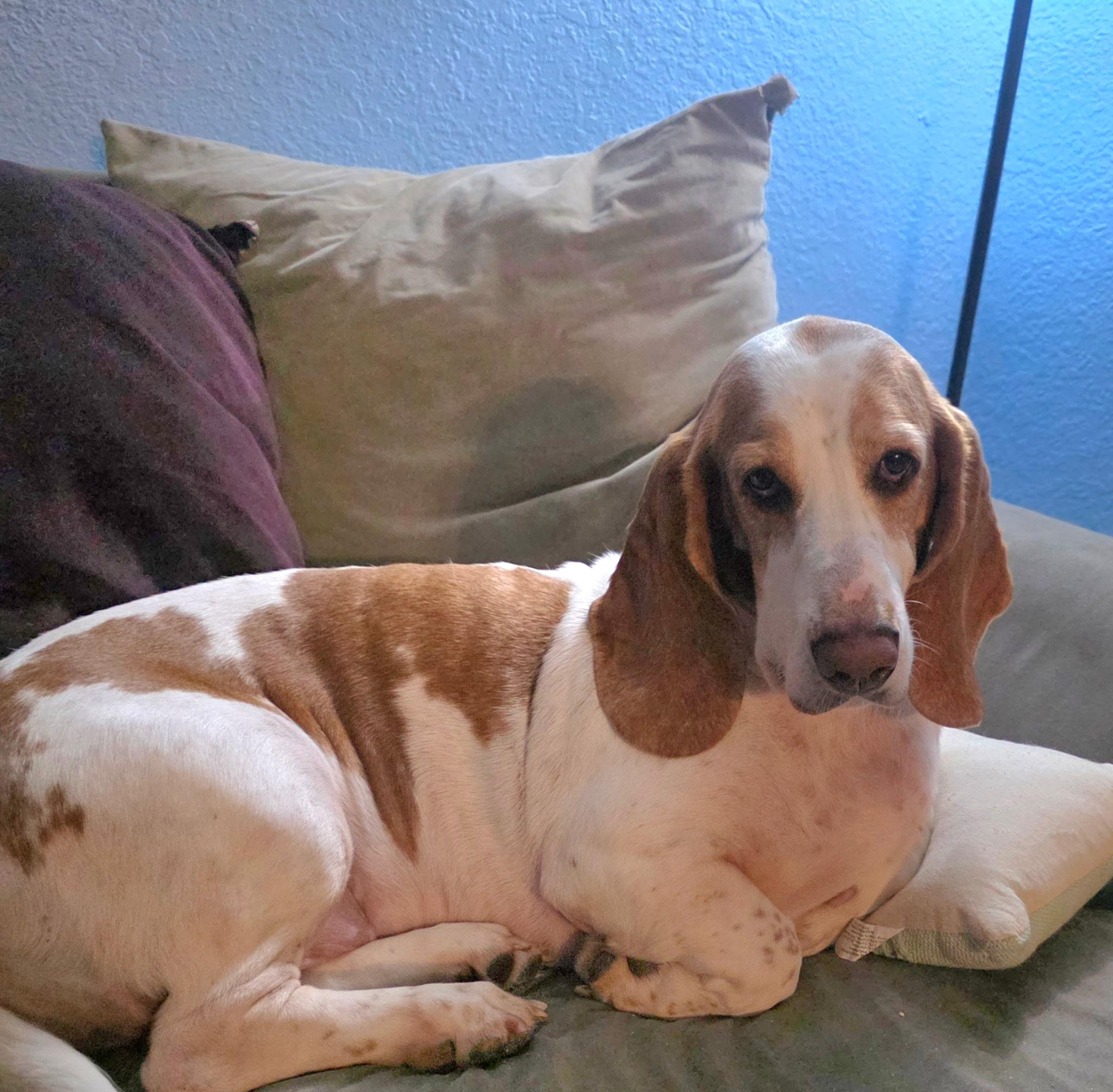 LuLu, Adopted, Young Female Basset Hound.