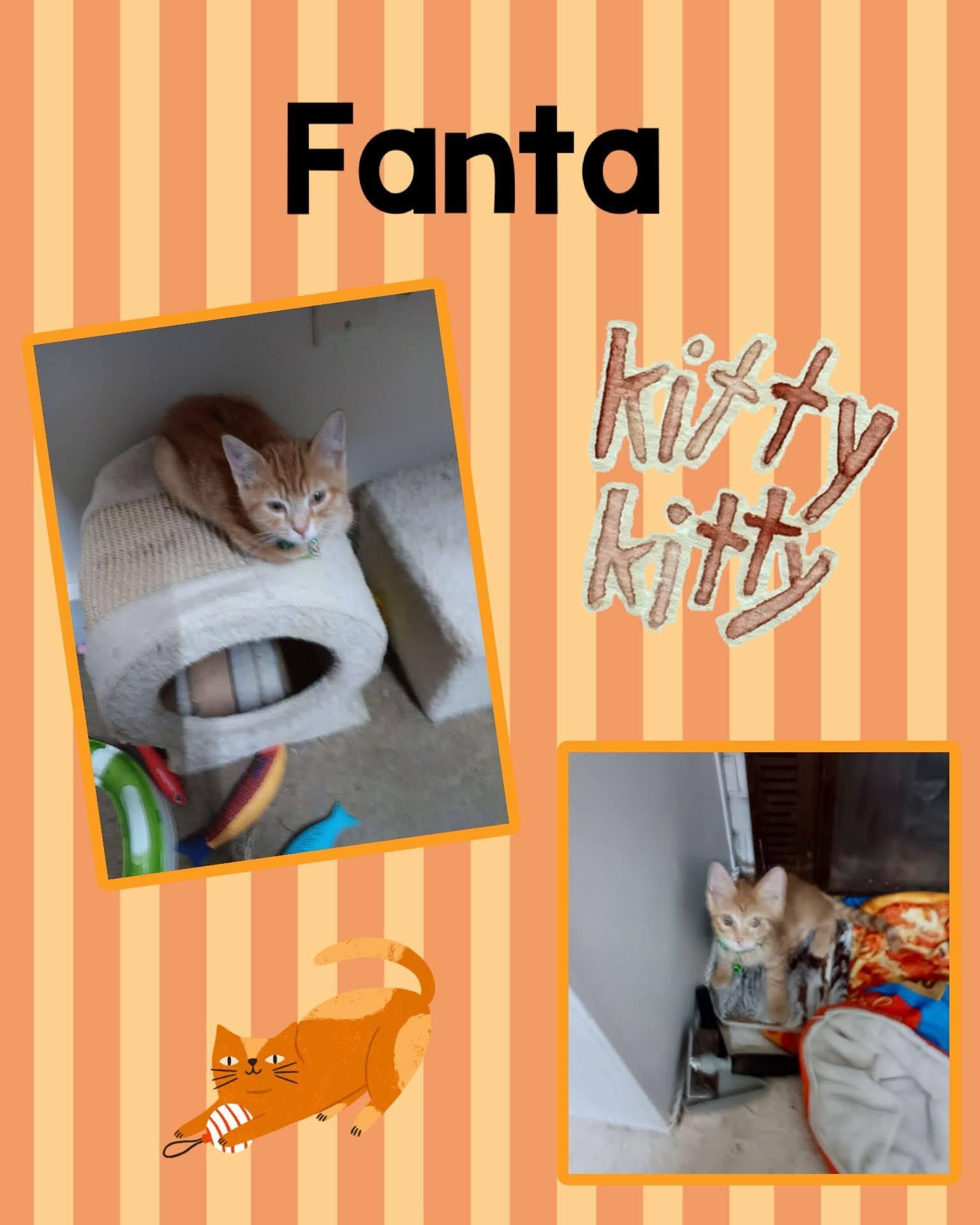 Fanta, ADOPTABLE, Kitten Male Domestic Medium Hair.