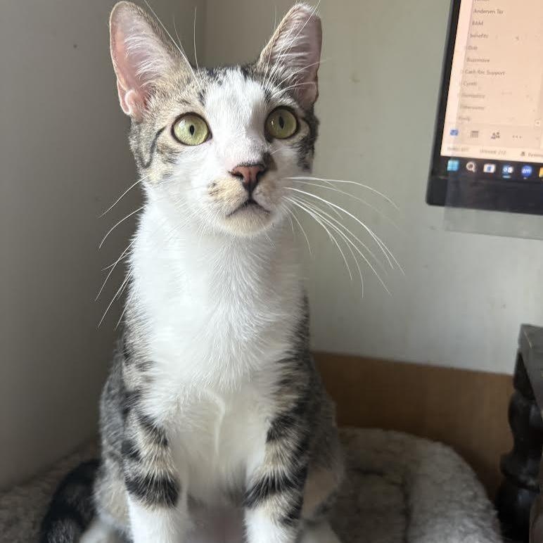 Enlarge Sal, a Adoptable Domestic Short Hair in Vernon , CT image 4/5