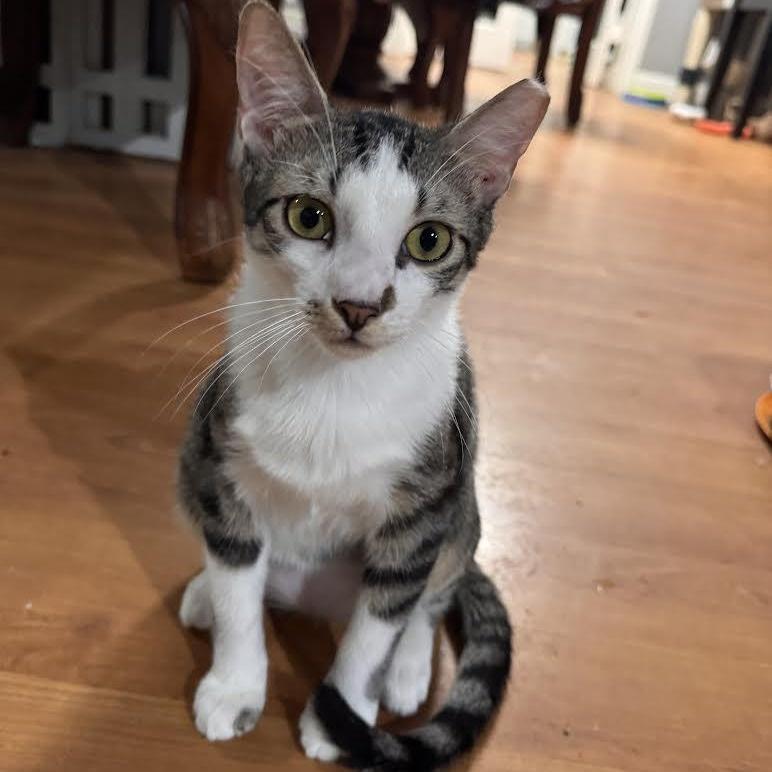 Enlarge Sal, a Adoptable Domestic Short Hair in Vernon , CT image 2/5