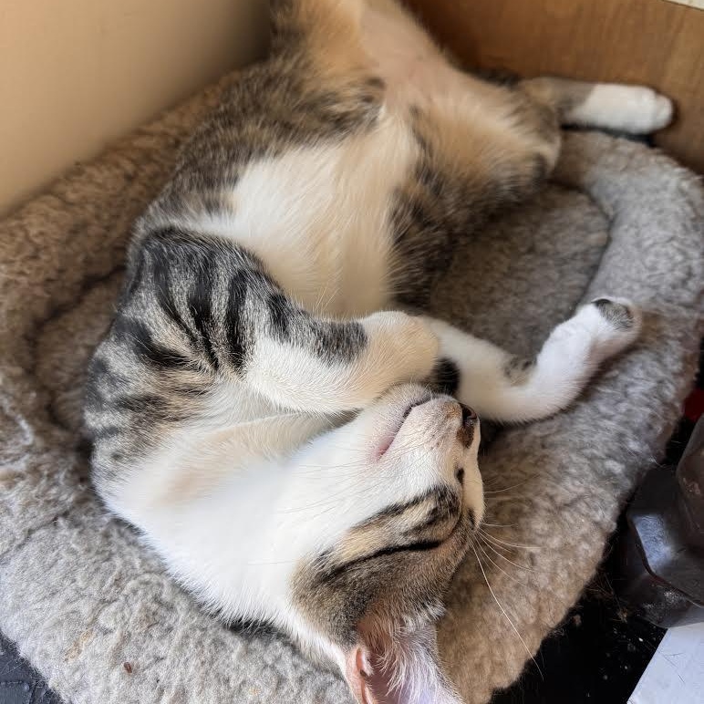 Enlarge Sal, a Adoptable Domestic Short Hair in Vernon , CT image 3/5