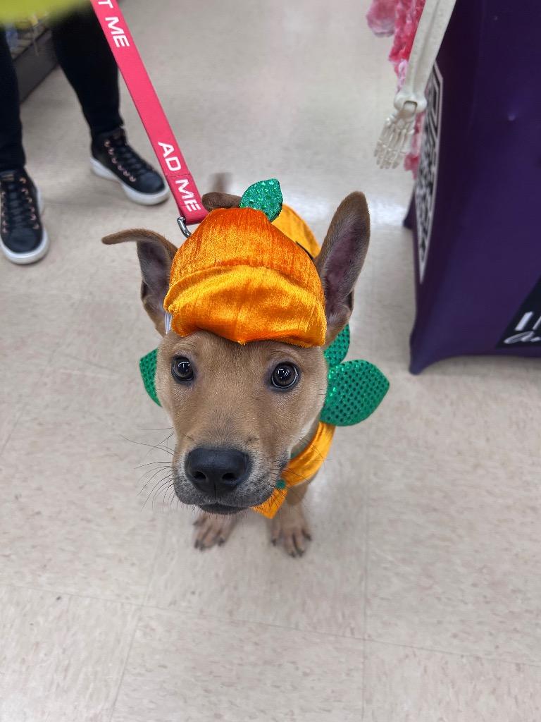 Enlarge Benny, a Adoptable Mixed Breed in Little Rock, AR image 2/5