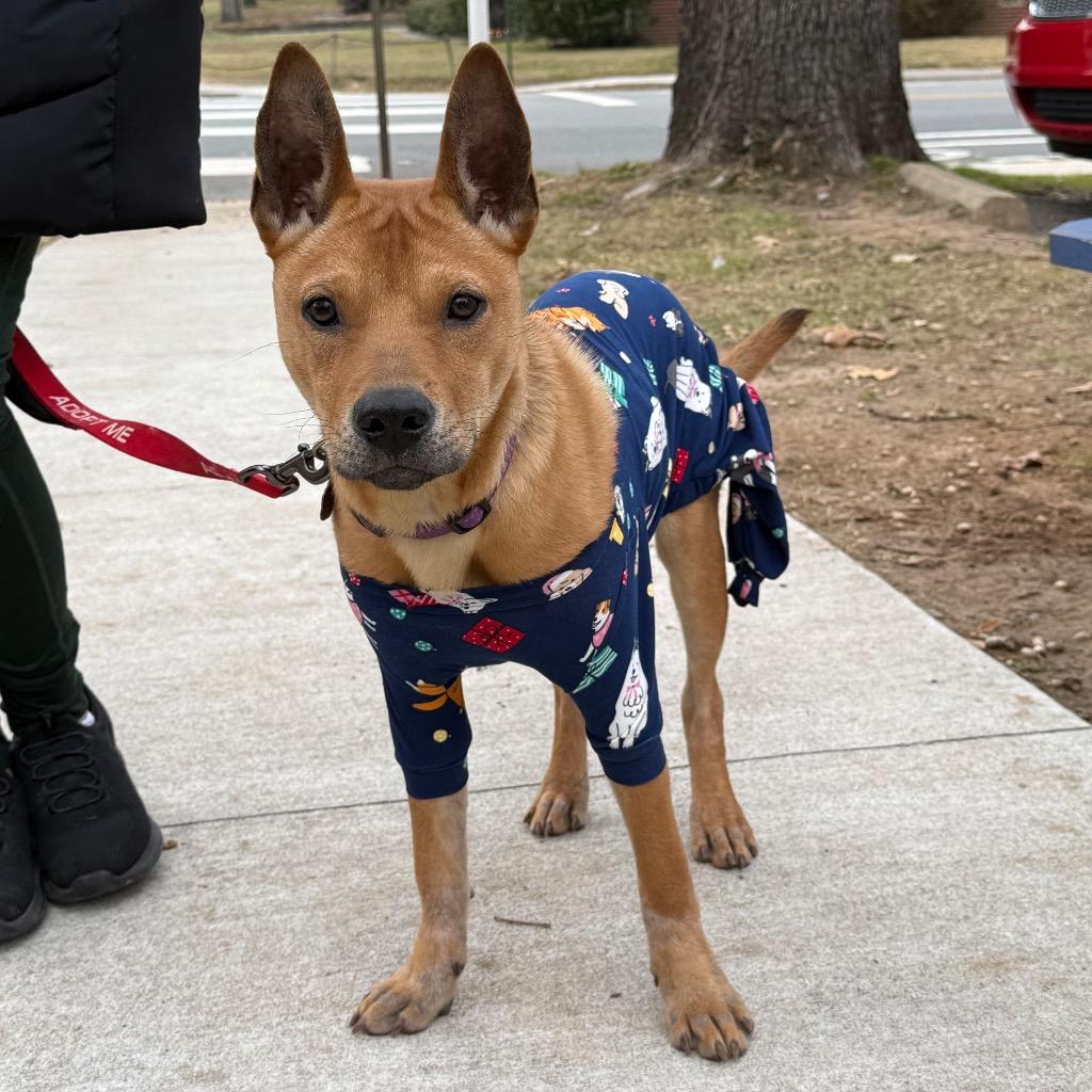 Benny, Adoptable, Young Male Mixed Breed.