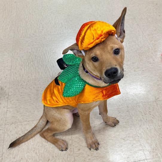 Enlarge Benny, a Adoptable Mixed Breed in Little Rock, AR image 3/5
