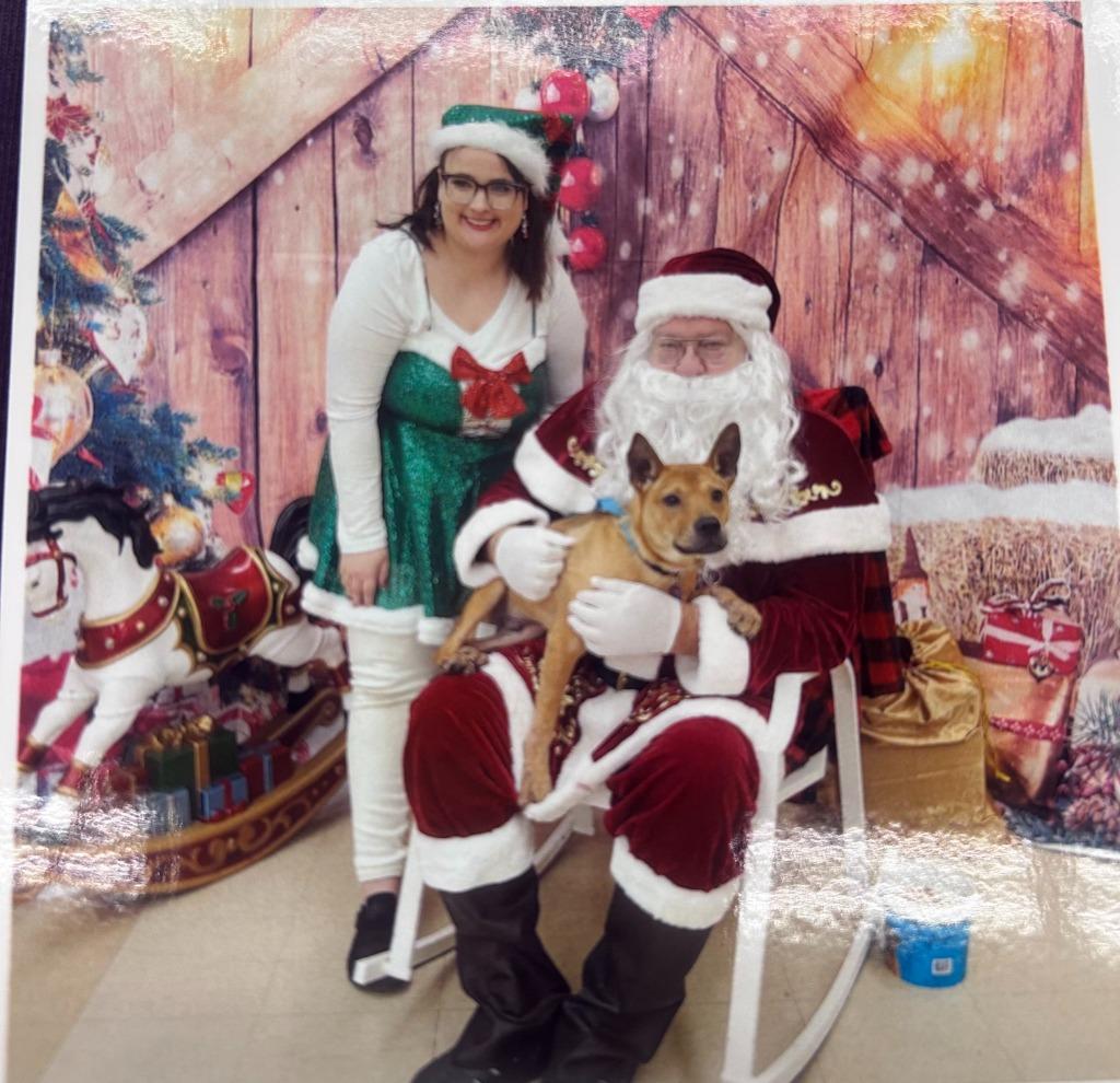 Enlarge Benny, a Adoptable Mixed Breed in Little Rock, AR image 5/5