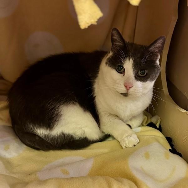 Enlarge Bearcat, a Adoptable mixed breed in Walnut Creek, CA image 1/3