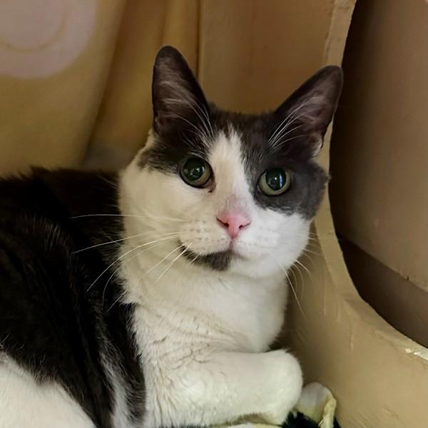 Enlarge Bearcat, a Adoptable mixed breed in Walnut Creek, CA image 2/3