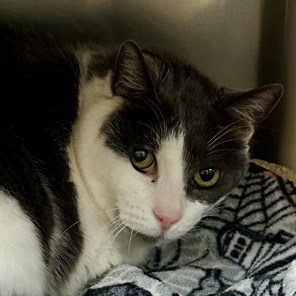 Enlarge Bearcat, a Adoptable mixed breed in Walnut Creek, CA image 3/3