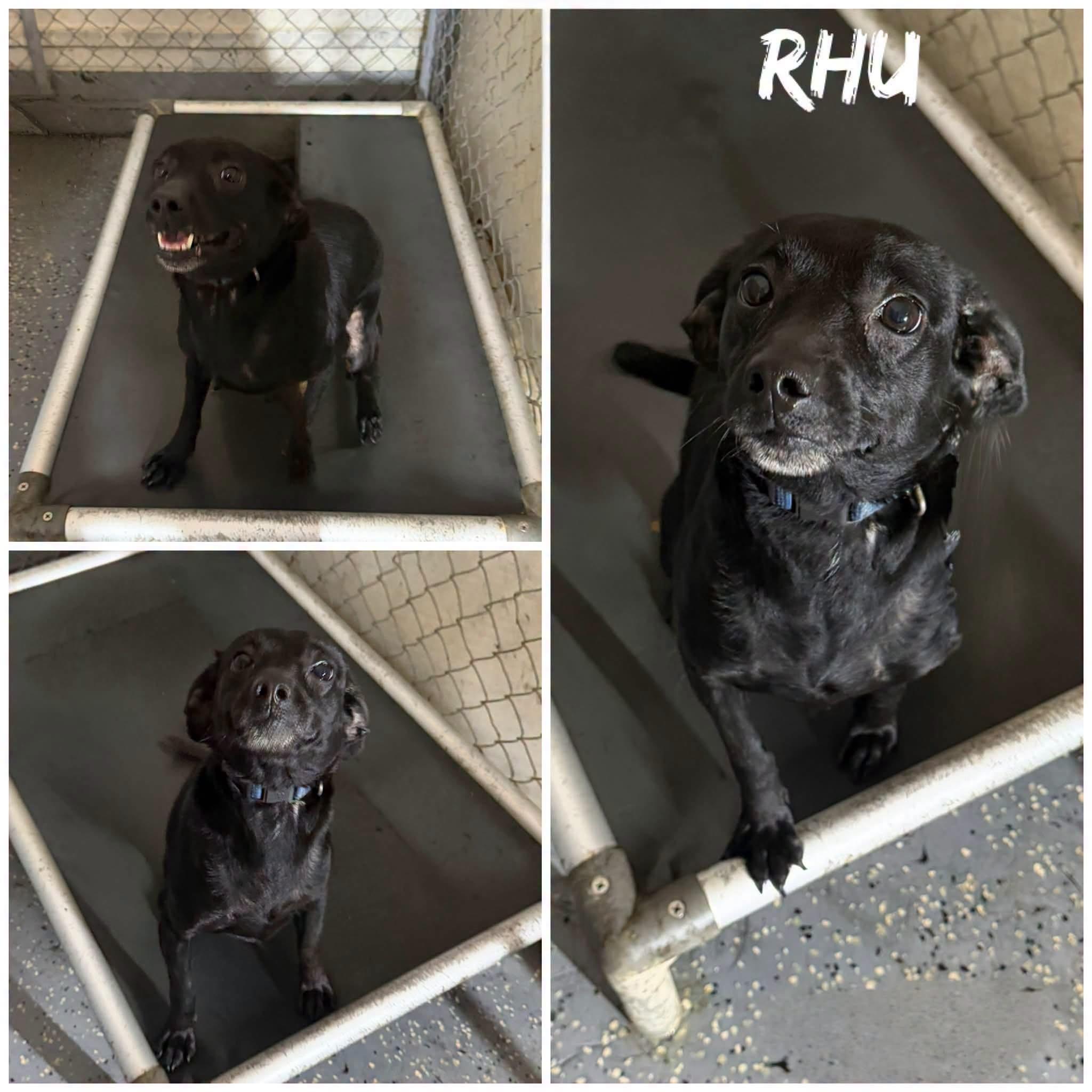 Enlarge Rhu, a ADOPTABLE mixed breed in Saint James, MO image 1/1