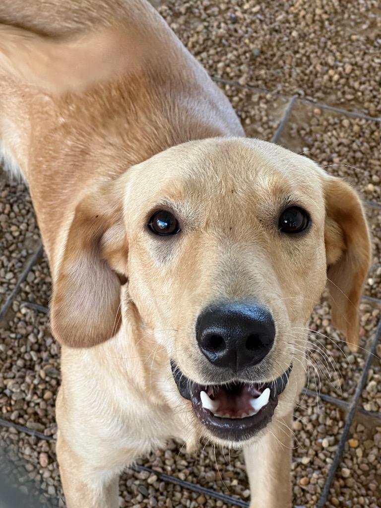 Huey, Adoptable, Young Male Labrador Retriever.