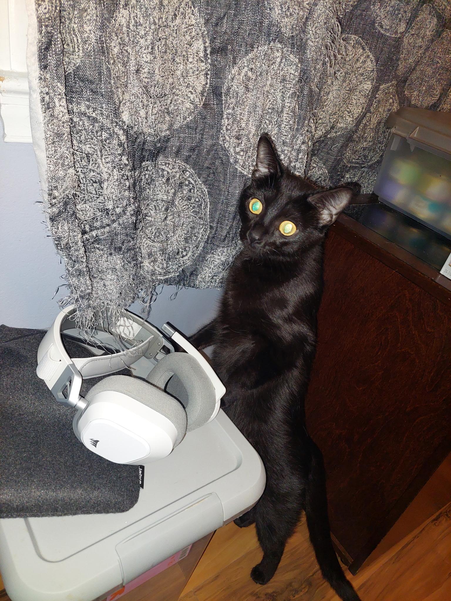 Moya, a Adoptable Domestic Short Hair in Greensboro, NC image 2/2