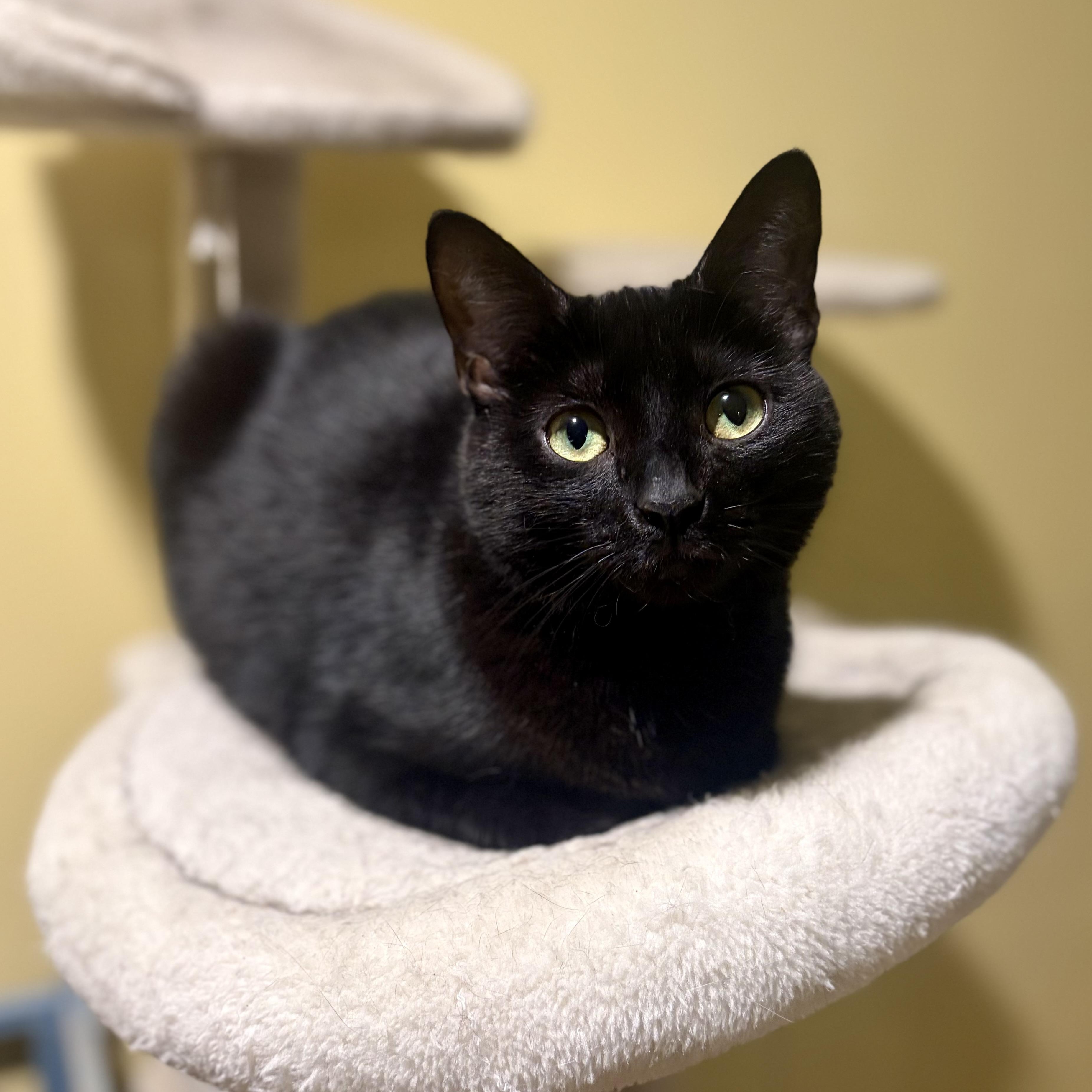 Moya, Adoptable, Adult Female Domestic Short Hair.