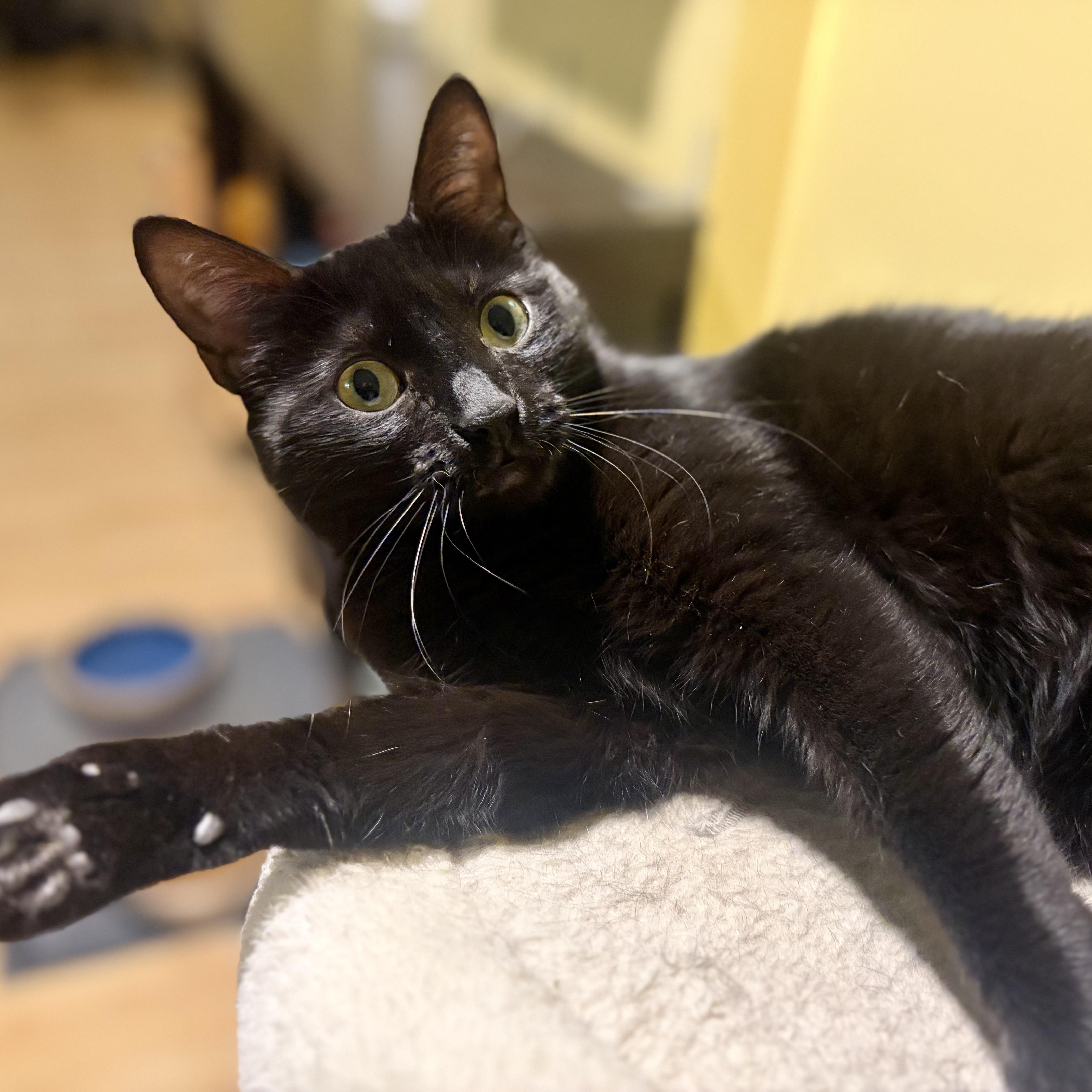 Enlarge Moya, a Adoptable Domestic Short Hair in Greensboro, NC image 5/6