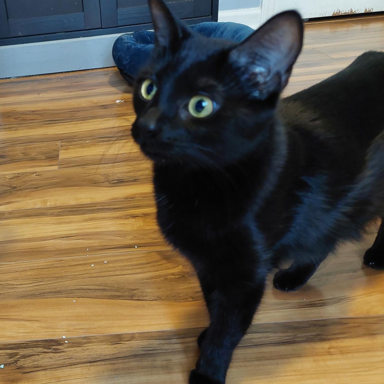 Moya, a Adoptable Domestic Short Hair in Greensboro, NC image 1/2