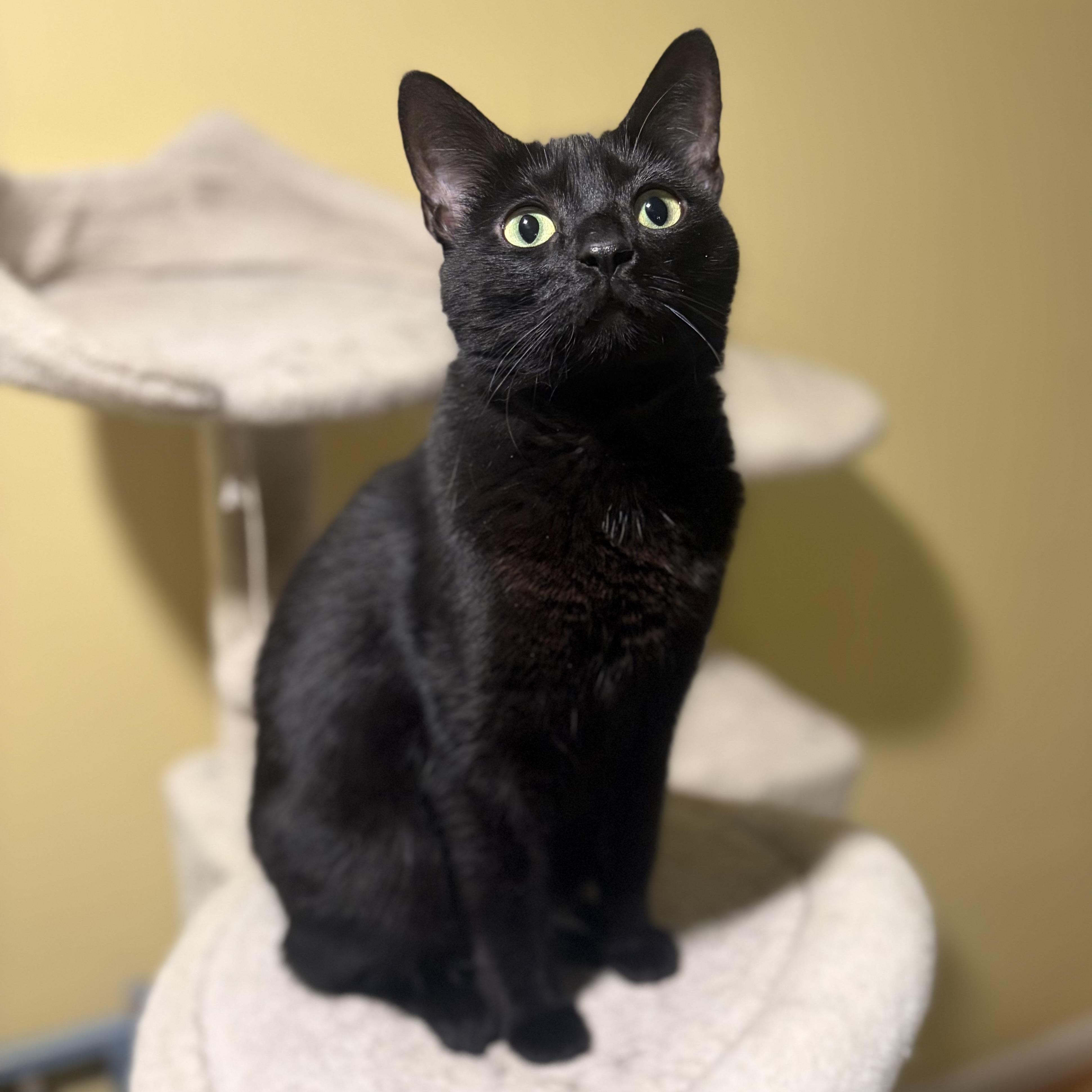 Enlarge Moya, a Adoptable Domestic Short Hair in Greensboro, NC image 6/6