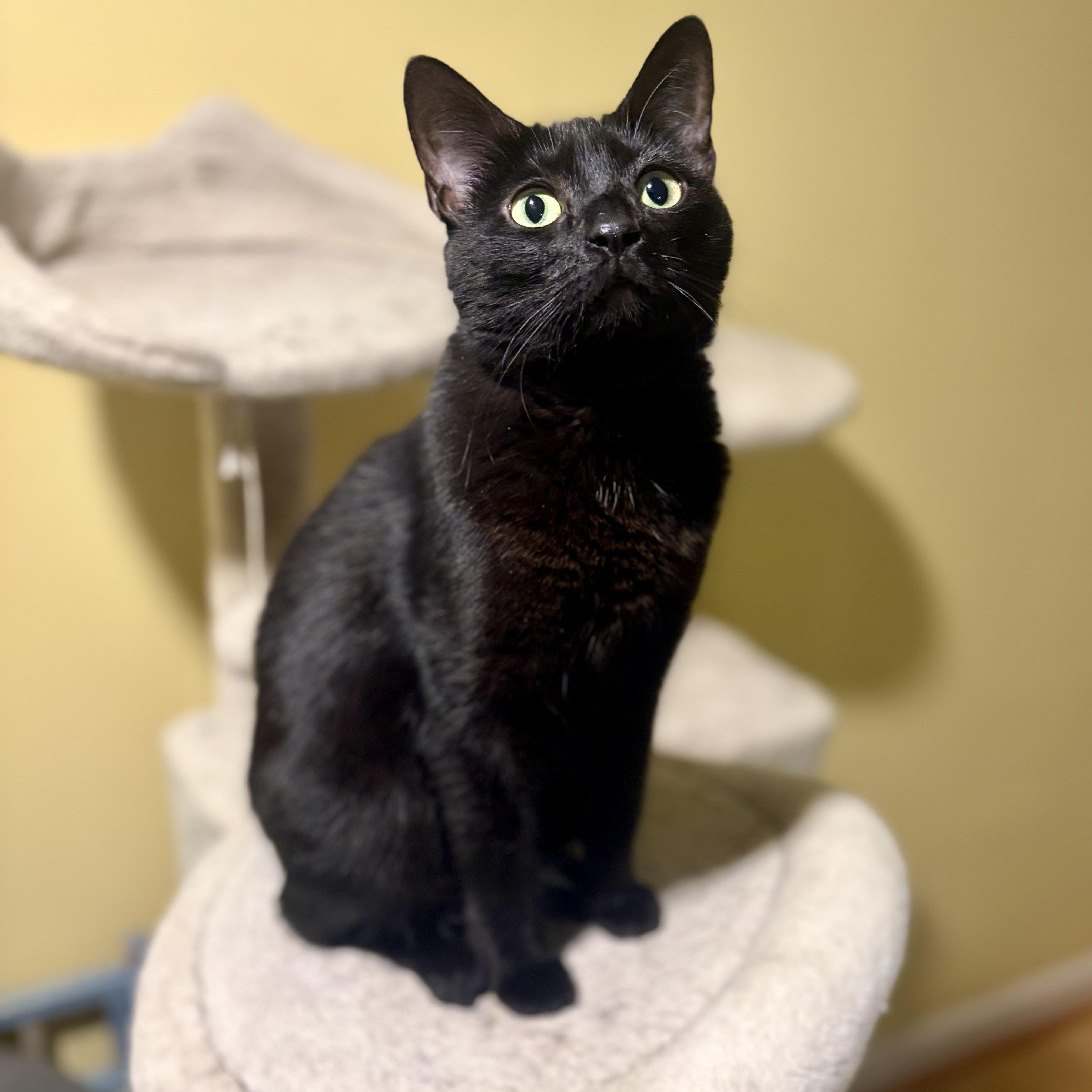 Enlarge Moya, a Adoptable Domestic Short Hair in Greensboro, NC image 3/6
