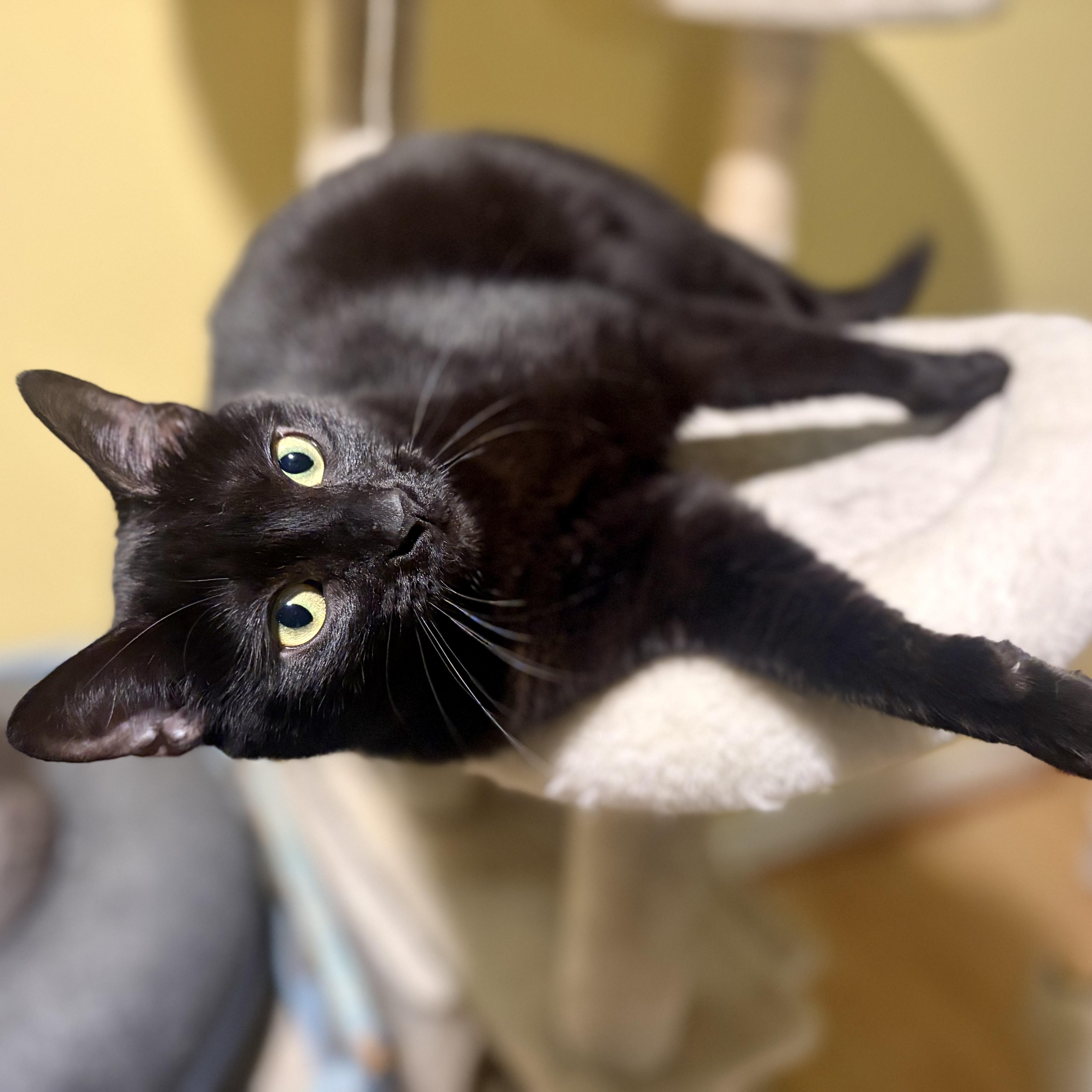 Enlarge Moya, a Adoptable Domestic Short Hair in Greensboro, NC image 2/6