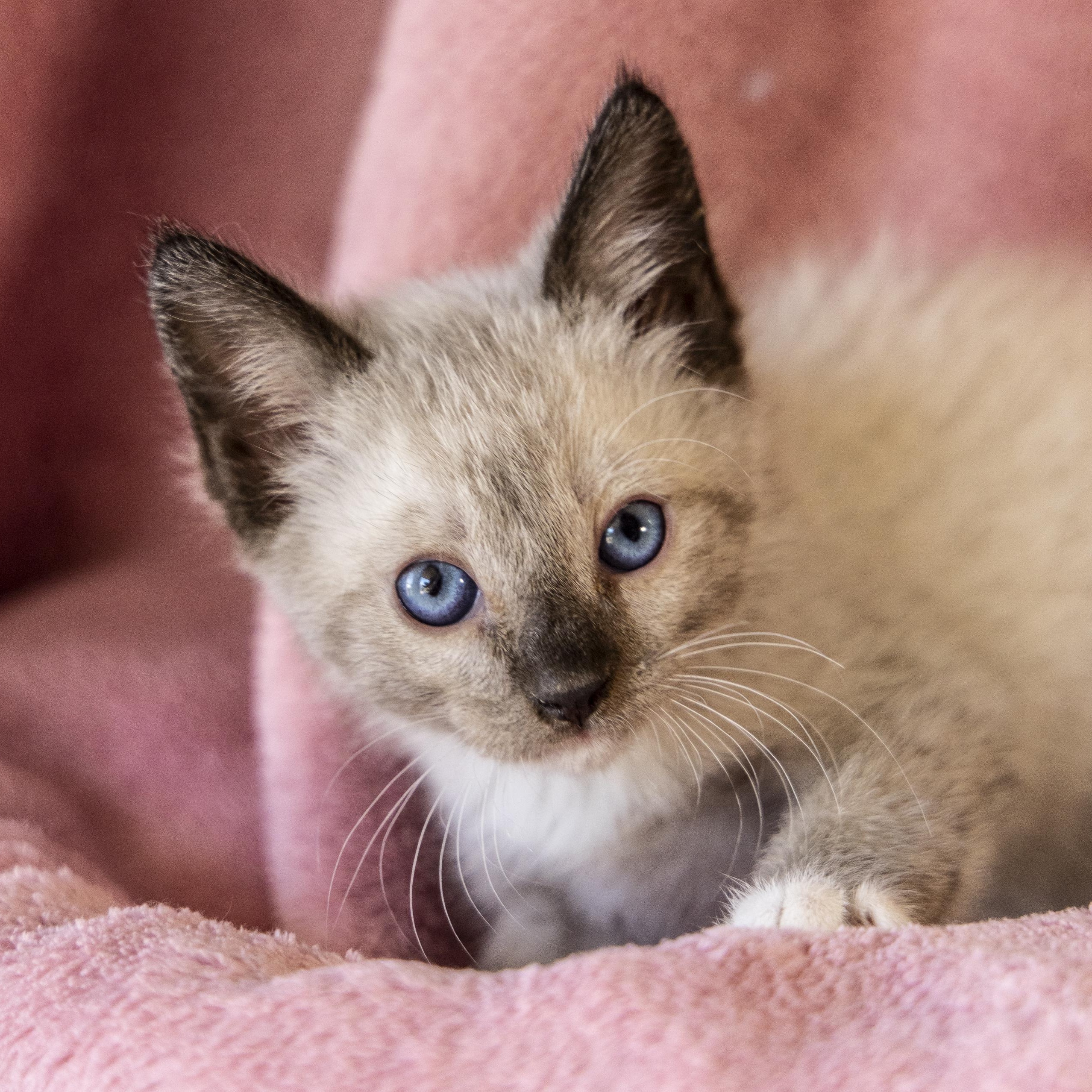 Electra, an adoptable Snowshoe in SCOTTSDALE, AZ image 4/4