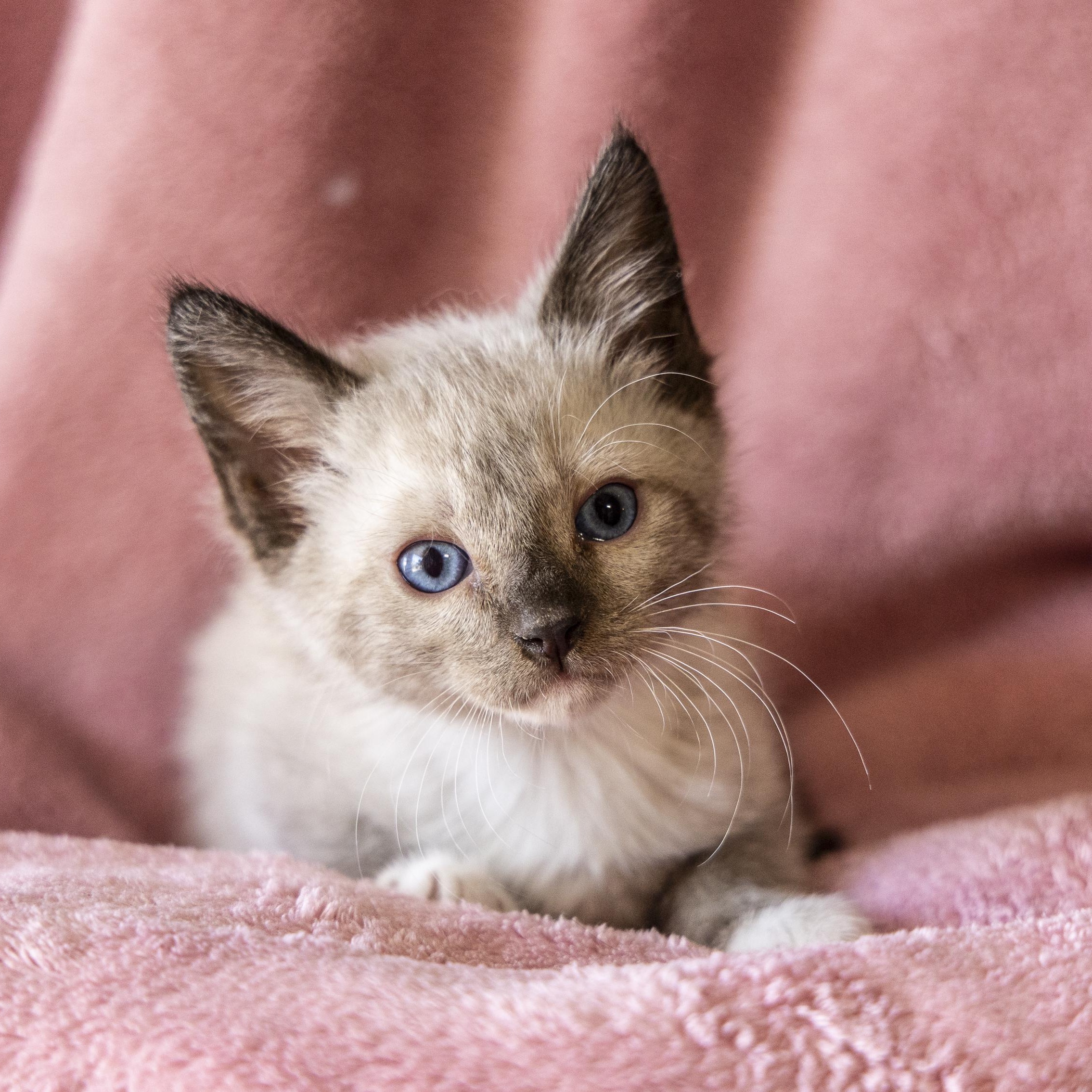 Electra, an adoptable Snowshoe in SCOTTSDALE, AZ image 3/4