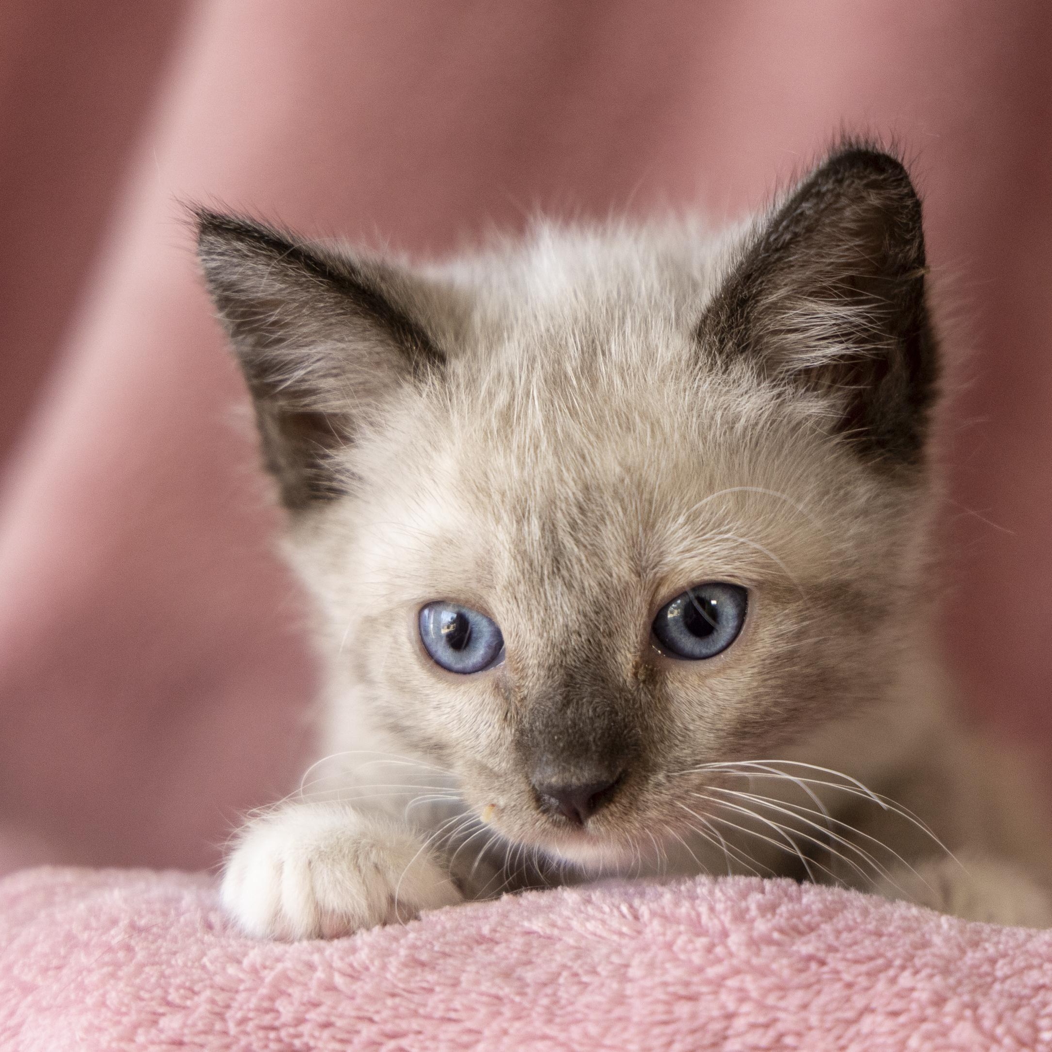 Electra, an adoptable Snowshoe in SCOTTSDALE, AZ image 2/4