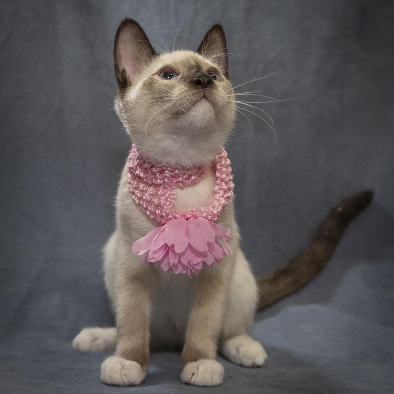 Electra, adoptable, Young Female Snowshoe.