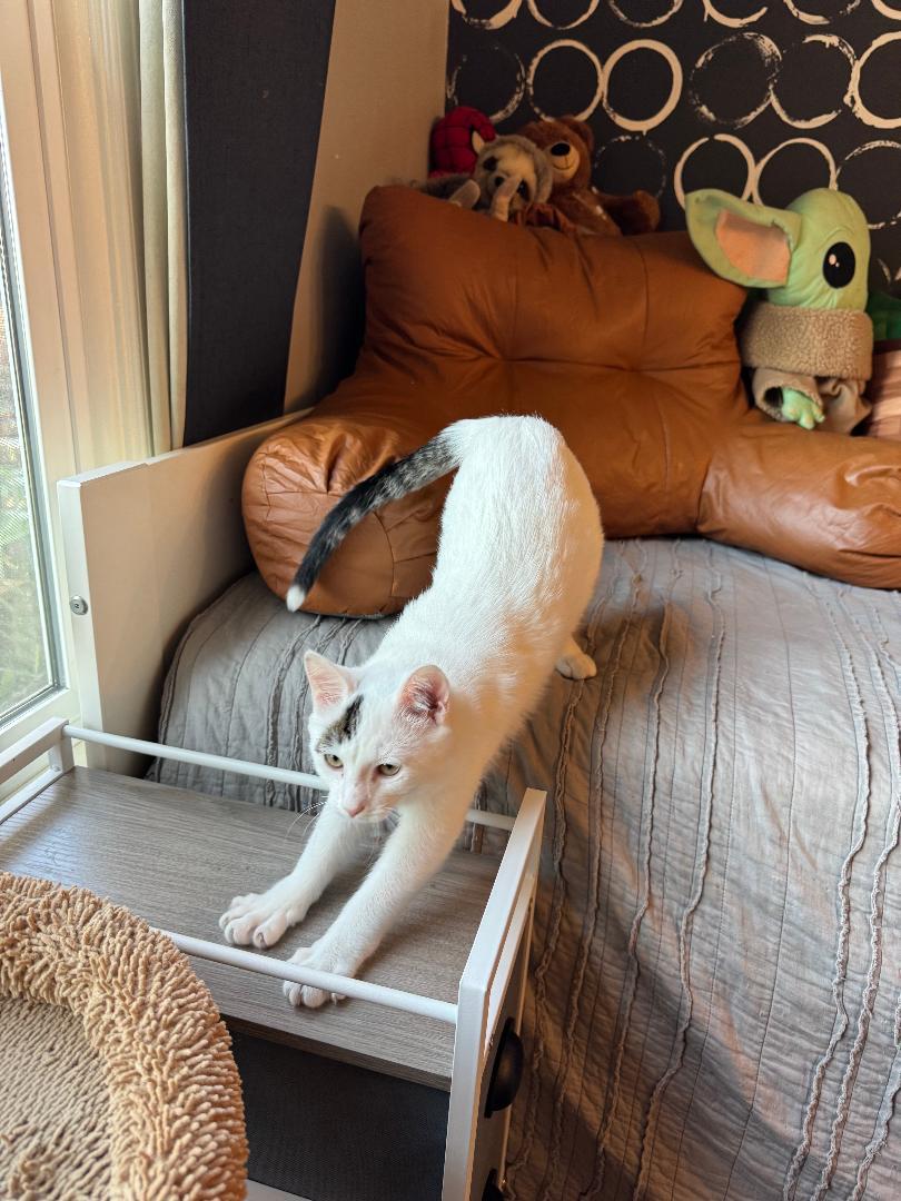 Everett, Adoptable, Kitten Male Domestic Short Hair.