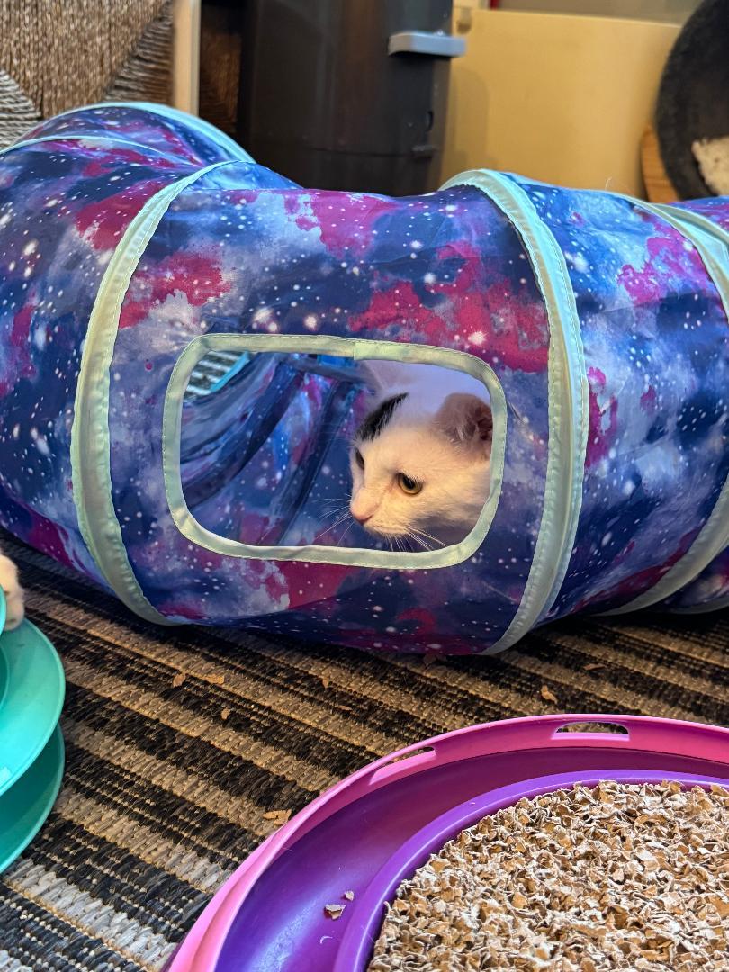 Everett, a Adoptable Domestic Short Hair in Oceanside, CA image 2/5