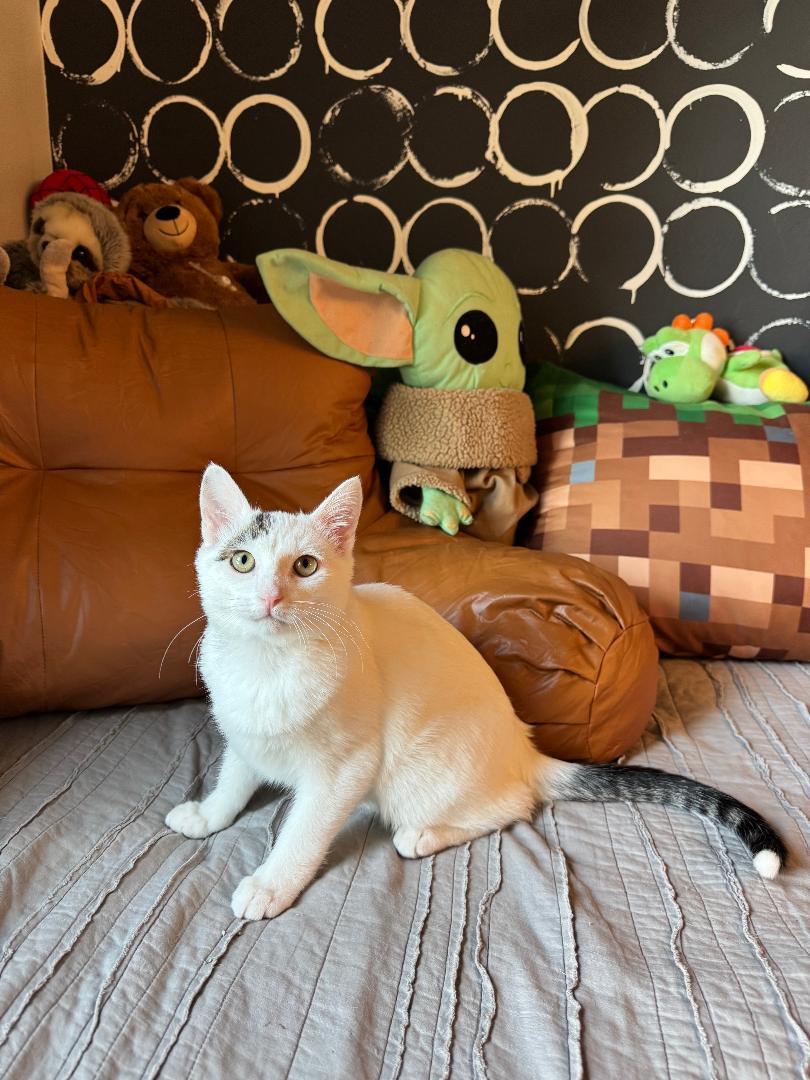 Everett, Adoptable, Kitten Male Domestic Short Hair.