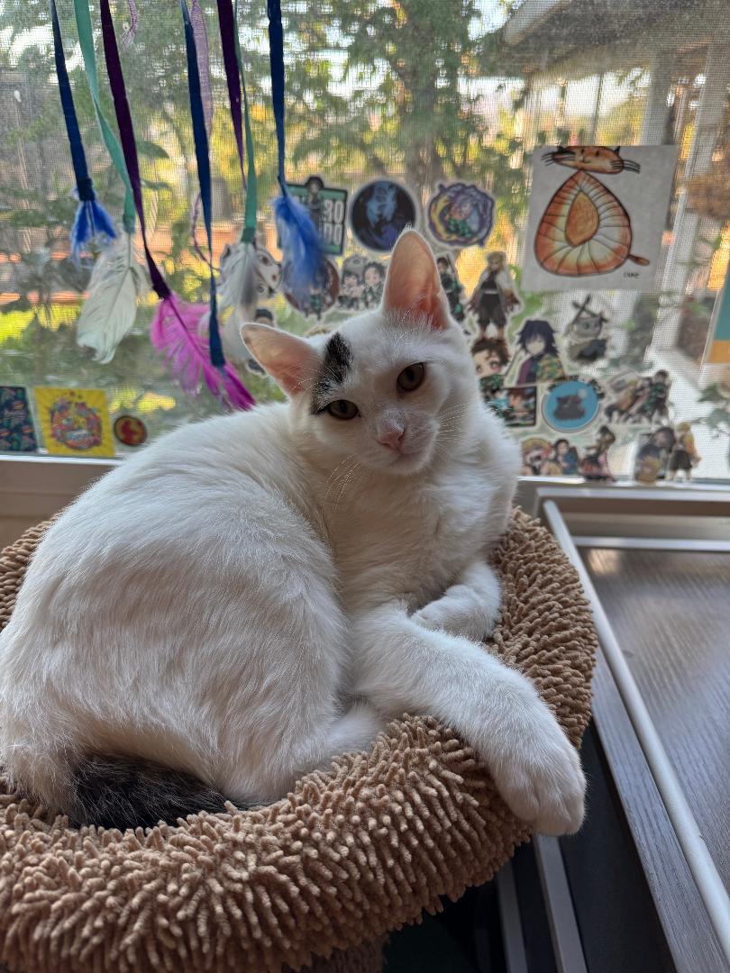 Everett, a Adoptable Domestic Short Hair in Oceanside, CA image 4/5