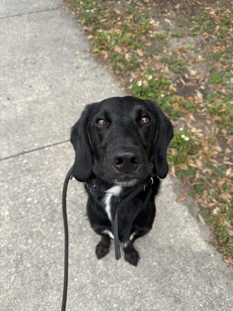 Cash, Adoptable, Young Male Hound.