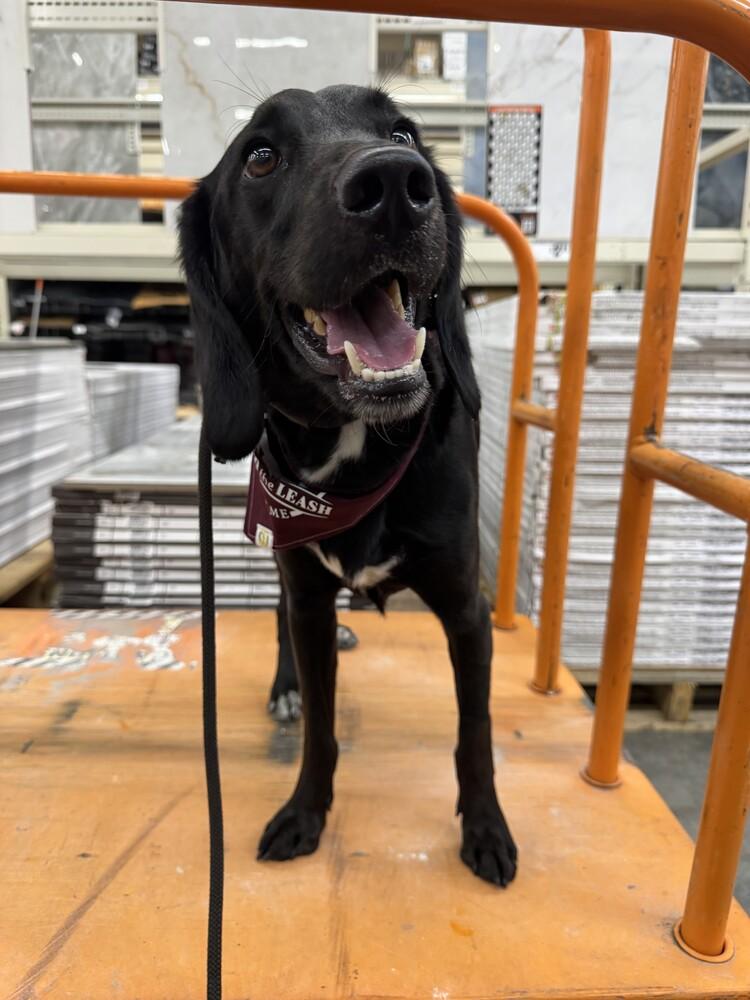 Enlarge Cash, a Adoptable mixed breed in Orlando, FL image 4/5