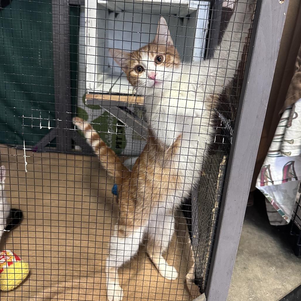 Jesse, Adoptable, Young Male Domestic Short Hair.