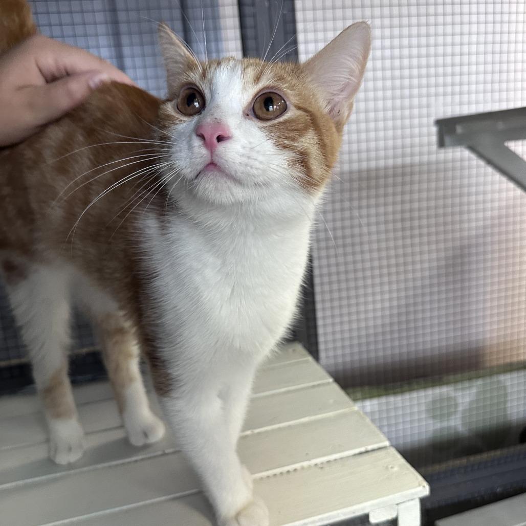 Enlarge Jesse, a Adoptable Domestic Short Hair in Branson, MO image 2/6