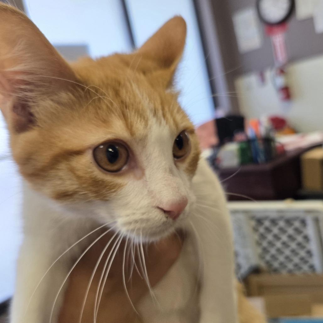 Enlarge Jesse, a Adoptable Domestic Short Hair in Branson, MO image 3/6