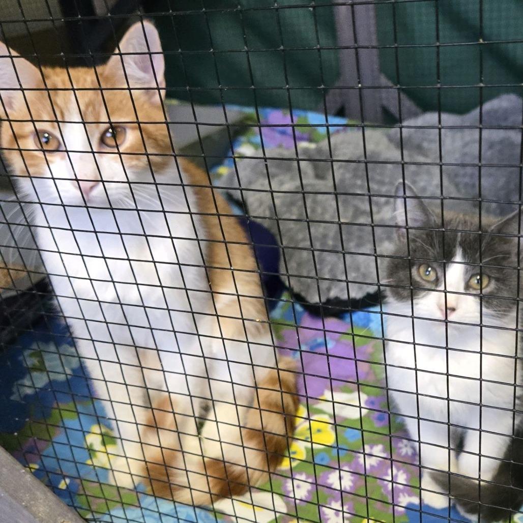 Enlarge Jesse, a Adoptable Domestic Short Hair in Branson, MO image 4/6