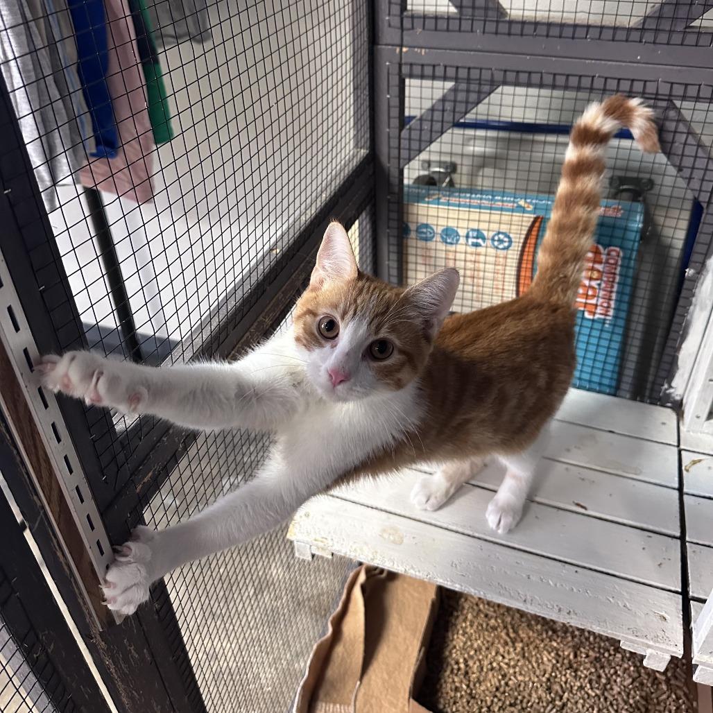 Enlarge Jesse, a Adoptable Domestic Short Hair in Branson, MO image 5/6