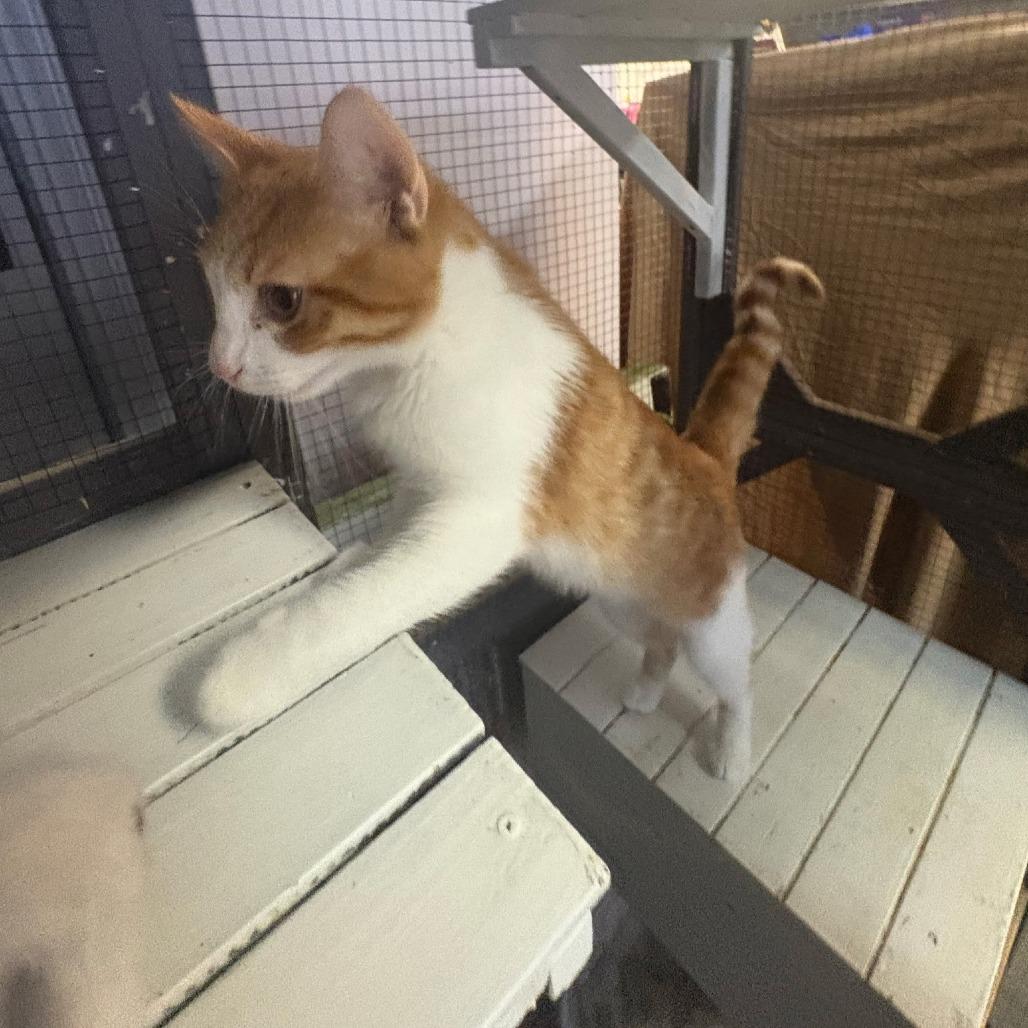 Enlarge Jesse, a Adoptable Domestic Short Hair in Branson, MO image 6/6