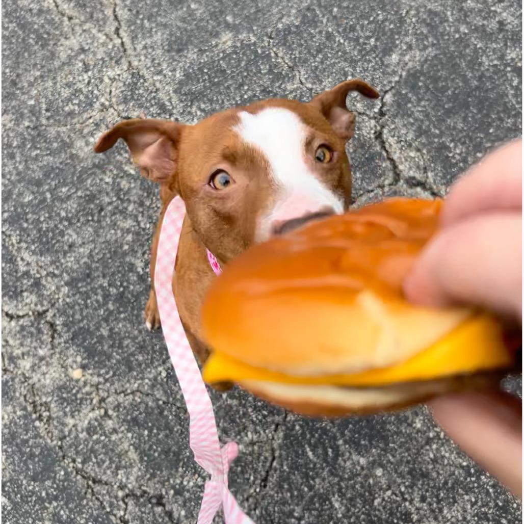 Garnet, Adoptable, Adult Female Mixed Breed.
